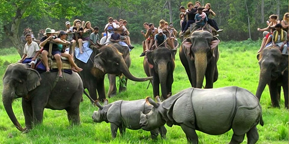 Kaziranga